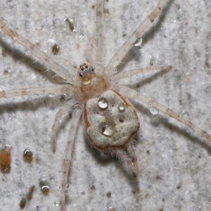 Tamopsis sp. (genus) at Downer, ACT - 20 Jul 2021