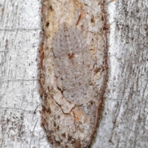 Ledromorpha planirostris at Acton, ACT - 23 Jul 2021