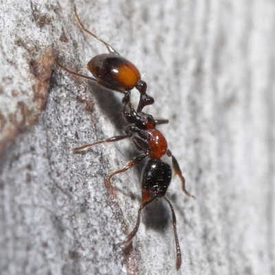 Chelaner kiliani (Kilian's ant) at Downer, ACT - 20 Jul 2021 by TimL