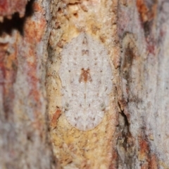 Ledromorpha planirostris (A leafhopper) at ANBG - 23 Jul 2021 by TimL