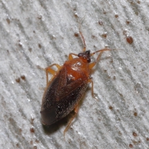 Lygaeidae (family) at Downer, ACT - 20 Jul 2021 12:00 PM