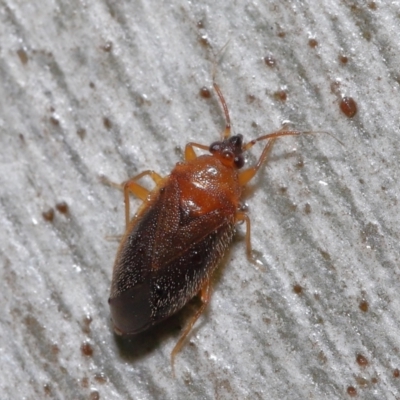 Lygaeidae (family) (Seed bug) at Downer, ACT - 20 Jul 2021 by TimL
