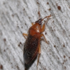 Lygaeidae (family) at Downer, ACT - 20 Jul 2021 12:00 PM