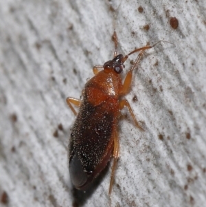 Lygaeidae (family) at Downer, ACT - 20 Jul 2021