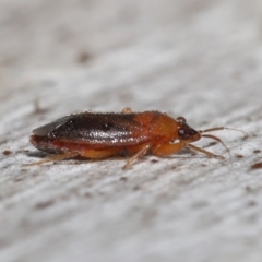 Lygaeidae (family) at Downer, ACT - 20 Jul 2021 12:00 PM