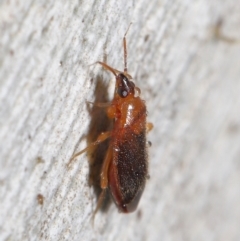 Lygaeidae (family) at Downer, ACT - 20 Jul 2021 12:00 PM