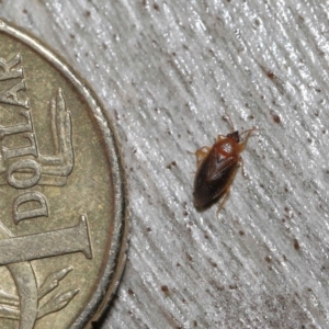 Lygaeidae (family) at Downer, ACT - 20 Jul 2021 12:00 PM