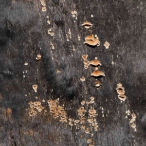 Xylobolus illudens at Downer, ACT - 20 Jul 2021 12:08 PM