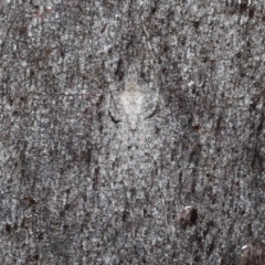 Tamopsis sp. (genus) (Two-tailed spider) at Acton, ACT - 23 Jul 2021 by TimL