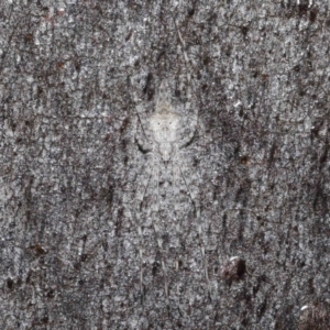 Tamopsis sp. (genus) at Acton, ACT - 23 Jul 2021 12:59 PM