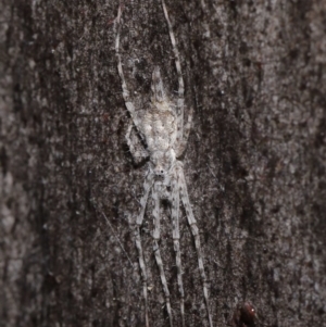 Tamopsis sp. (genus) at Acton, ACT - 23 Jul 2021