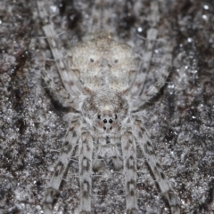 Tamopsis sp. (genus) at Acton, ACT - 23 Jul 2021