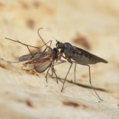 Empididae sp. (family) (Dance fly) at ANBG - 20 Jul 2021 by TimL