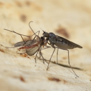 Empididae (family) at Acton, ACT - 20 Jul 2021