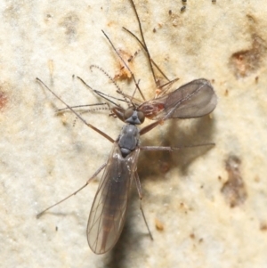 Empididae (family) at Acton, ACT - 20 Jul 2021