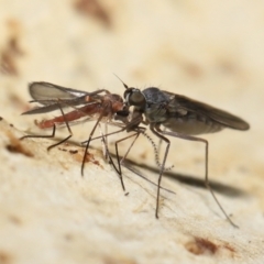 Empididae (family) at Acton, ACT - 20 Jul 2021