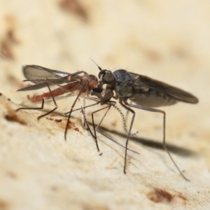 Empididae (family) at Acton, ACT - 20 Jul 2021