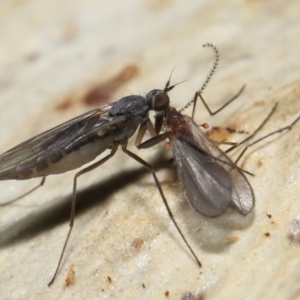 Empididae (family) at Acton, ACT - 20 Jul 2021