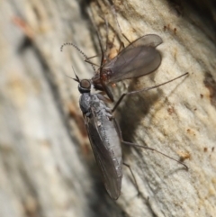 Empididae (family) at Acton, ACT - 20 Jul 2021