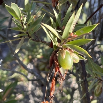 Styphelia triflora (Five-corners) at Cuumbeun Nature Reserve - 30 Jul 2021 by JaneR