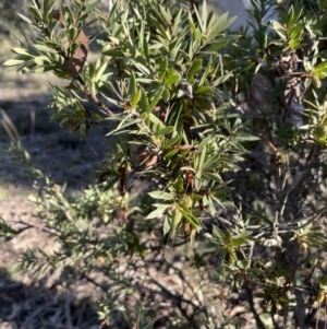 Styphelia triflora at Carwoola, NSW - 30 Jul 2021