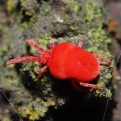 Trombidiidae sp. (family) (Red velvet mite) at Acton, ACT - 23 Jul 2021 by TimL