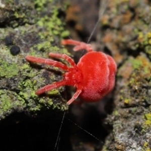 Trombidiidae (family) at Acton, ACT - 23 Jul 2021