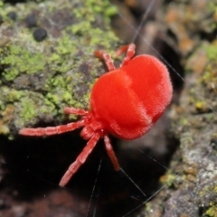 Trombidiidae (family) at Acton, ACT - 23 Jul 2021