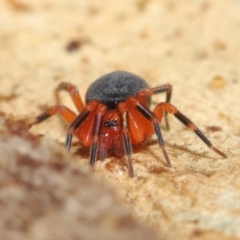 Nicodamidae (family) (Red and Black Spider) at Acton, ACT - 2 Jul 2021 by TimL