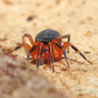 Nicodamidae (family) (Red and Black Spider) at Acton, ACT - 2 Jul 2021 by TimL