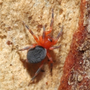 Nicodamidae (family) at Acton, ACT - 2 Jul 2021