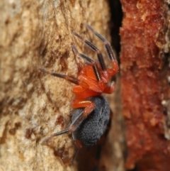 Nicodamidae (family) at Acton, ACT - 2 Jul 2021