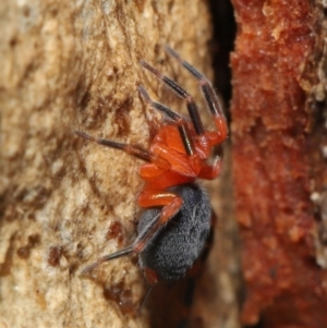 Nicodamidae (family) at Acton, ACT - 2 Jul 2021