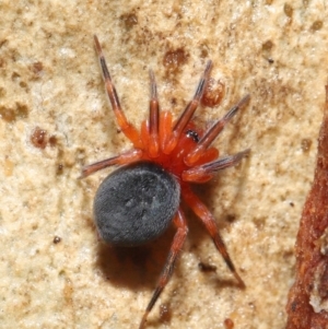 Nicodamidae (family) at Acton, ACT - 2 Jul 2021