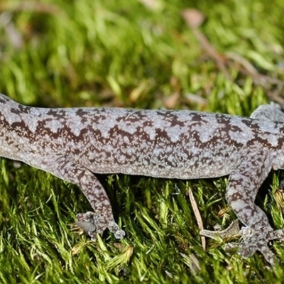 Amalosia lesueurii (Lesueur's Velvet Gecko) at Blue Mountains National Park - 1 Jun 2007 by PatrickCampbell