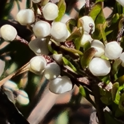 Cryptandra amara (Bitter Cryptandra) at Isaacs, ACT - 30 Jul 2021 by Mike