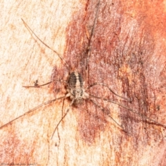 Opiliones (order) (Unidentified harvestman) at Mulligans Flat - 28 Jul 2021 by Roger