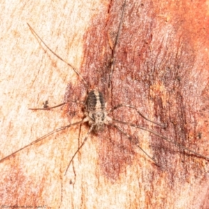 Opiliones (order) at Jacka, ACT - 29 Jul 2021 09:44 AM