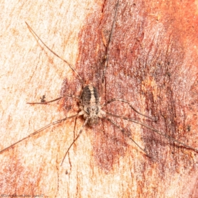 Opiliones (order) (Unidentified harvestman) at Mulligans Flat - 28 Jul 2021 by Roger