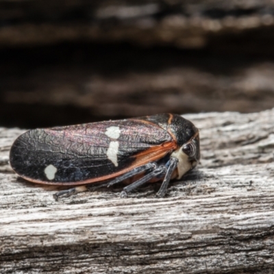 Eurymela fenestrata (Gum tree leafhopper) at Mulligans Flat - 29 Jul 2021 by Roger