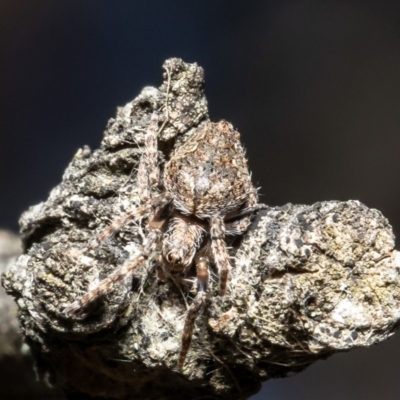 Unidentified Orb-weaving spider (several families) at Forde, ACT - 29 Jul 2021 by Roger