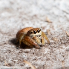 Simaethula sp. (genus) (A jumping spider) at Holt, ACT - 30 Jul 2021 by Roger