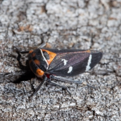 Eurymeloides pulchra (Gumtree hopper) at Kama - 30 Jul 2021 by Roger