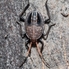 Theseus modestus (Gum tree shield bug) at Molonglo River Reserve - 30 Jul 2021 by Roger