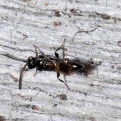 Bethylidae sp. (family) at Holt, ACT - 30 Jul 2021 by Roger