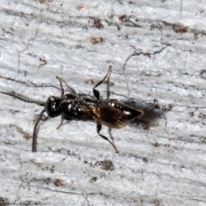 Bethylidae (family) at Molonglo River Reserve - 30 Jul 2021