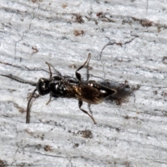 Unidentified Parasitic wasp (numerous families) at Holt, ACT - 30 Jul 2021 by Roger