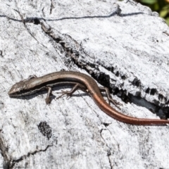 Morethia boulengeri (Boulenger's Skink) at Holt, ACT - 30 Jul 2021 by Roger