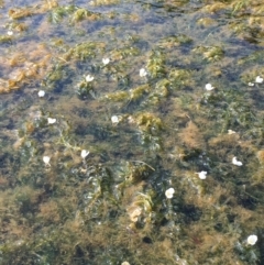 Egeria densa (Dense Waterweed, Leafy Elodea) at Watson Green Space - 18 Feb 2019 by JaneR