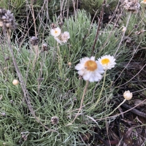 Leucochrysum albicans subsp. tricolor at Belconnen, ACT - 31 Jul 2021 03:00 PM